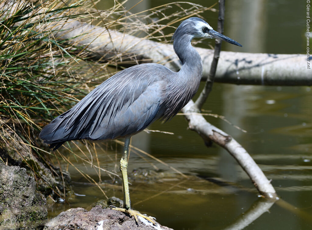 White-faced Heron, aspect