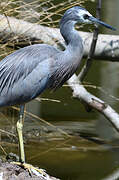 White-faced Heron