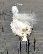 Little Egret