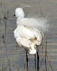 Aigrette garzette