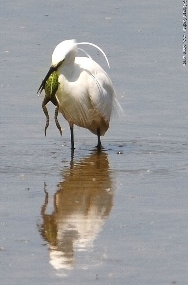 Aigrette garzette, identification, régime