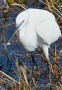 Aigrette garzette