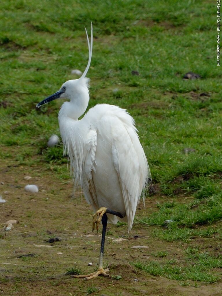 Little Egret