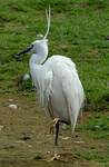 Aigrette garzette