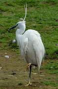 Little Egret