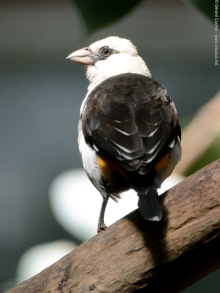 White-headed Buffalo Weaver