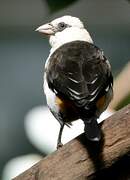 White-headed Buffalo Weaver