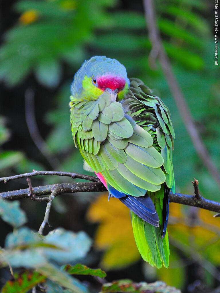 Amazone à couronne lilas