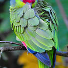 Amazone à couronne lilas