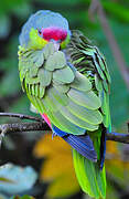 Lilac-crowned Amazon