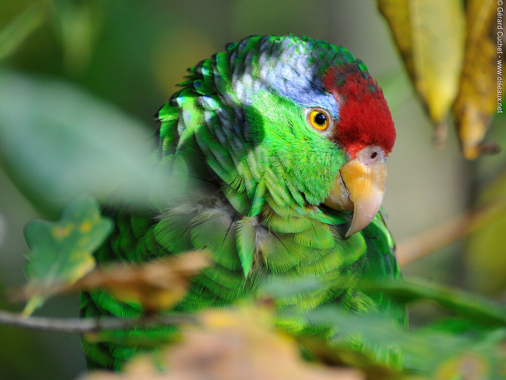 Lilac-crowned Amazon