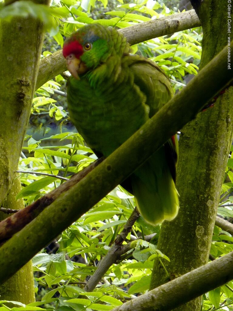 Amazone à joues vertes