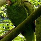 Amazone à joues vertes