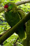 Red-crowned Amazon