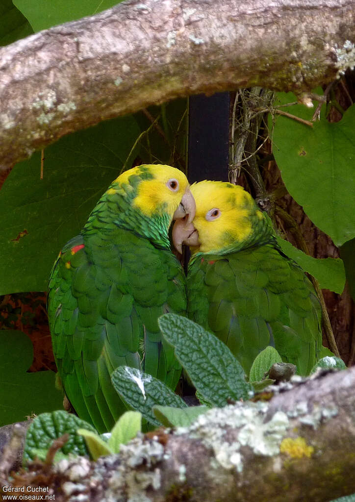 Yellow-headed Amazonadult