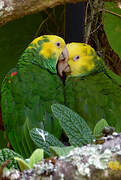 Yellow-headed Amazon