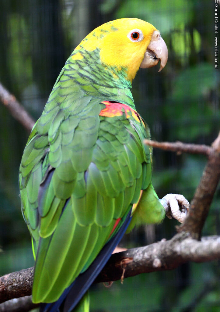 Amazone à tête jaune, portrait