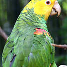 Amazone à tête jaune
