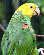 Yellow-headed Amazon