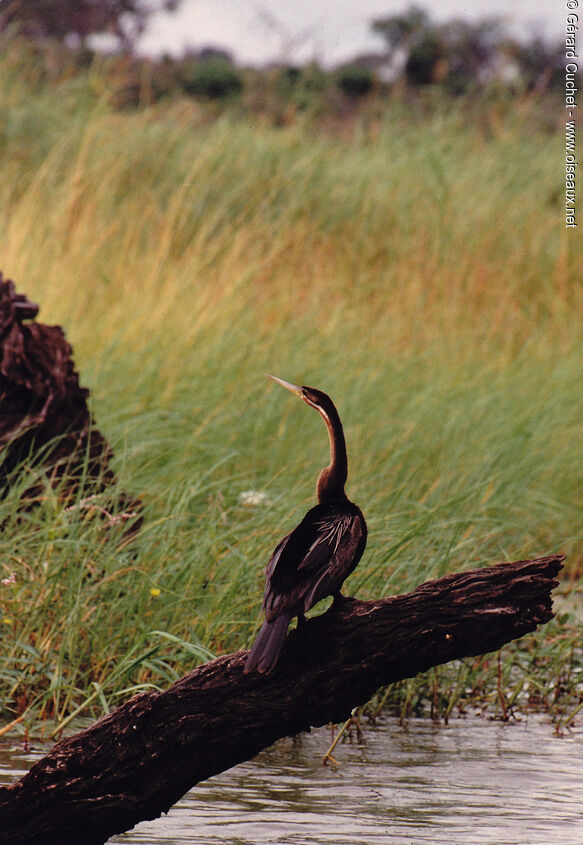 African Darter