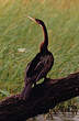 Anhinga d'Afrique