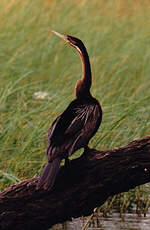 Anhinga d'Afrique