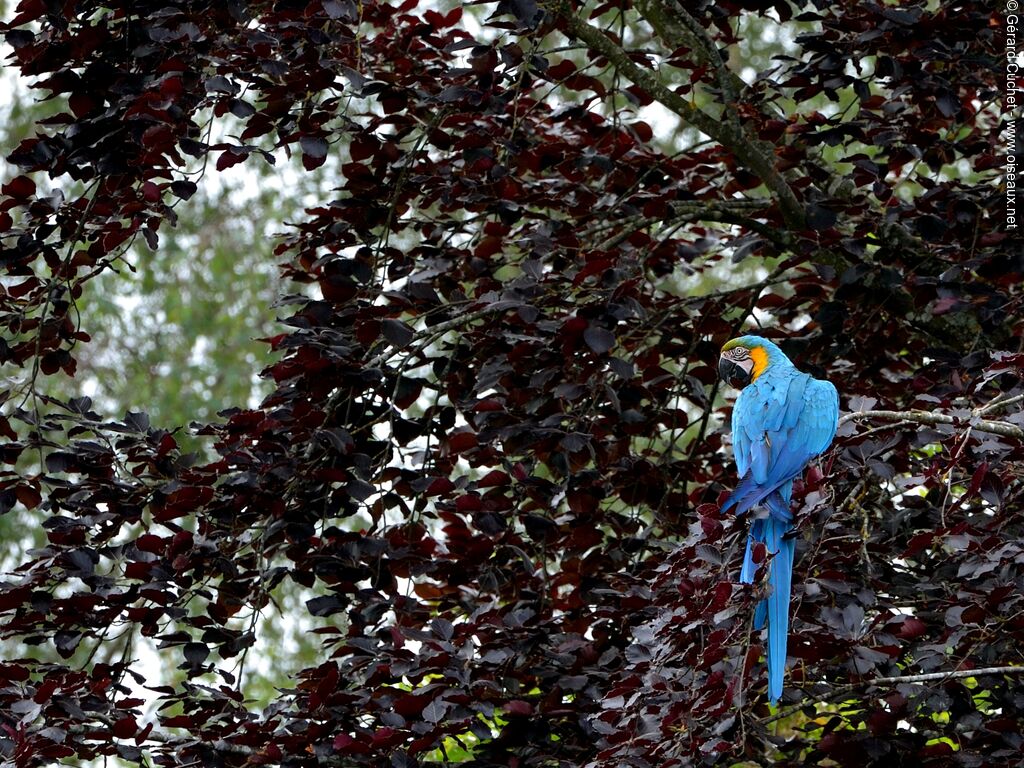 Blue-and-yellow Macaw