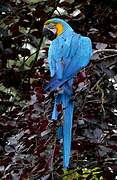 Blue-and-yellow Macaw