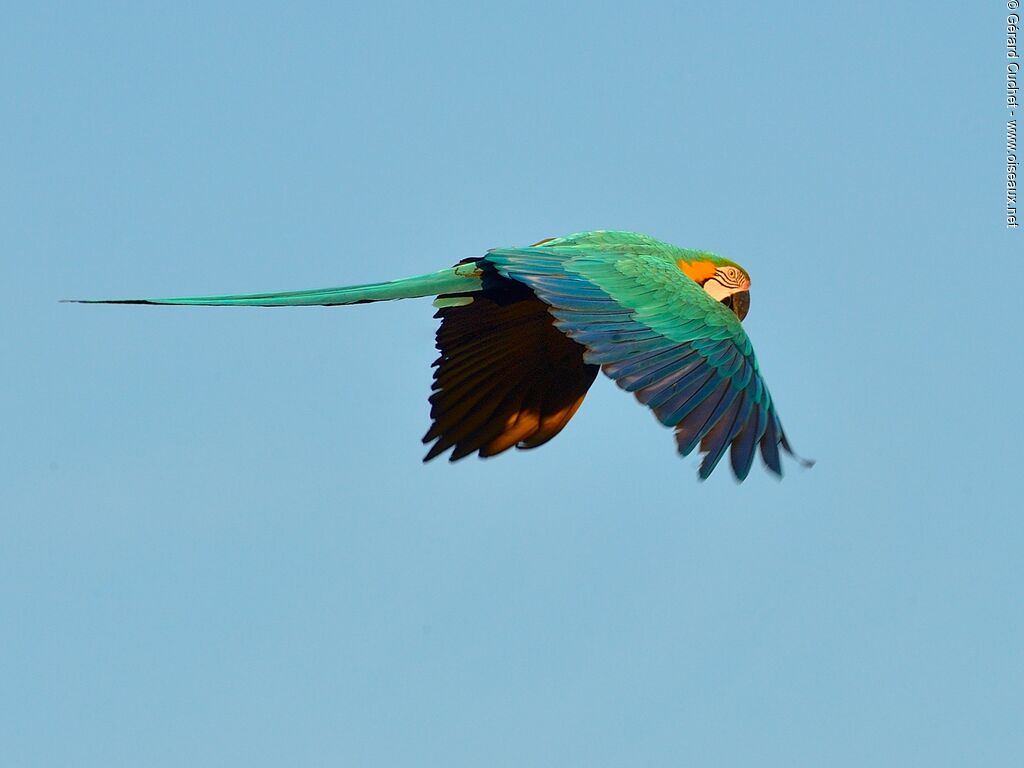 Blue-and-yellow Macaw