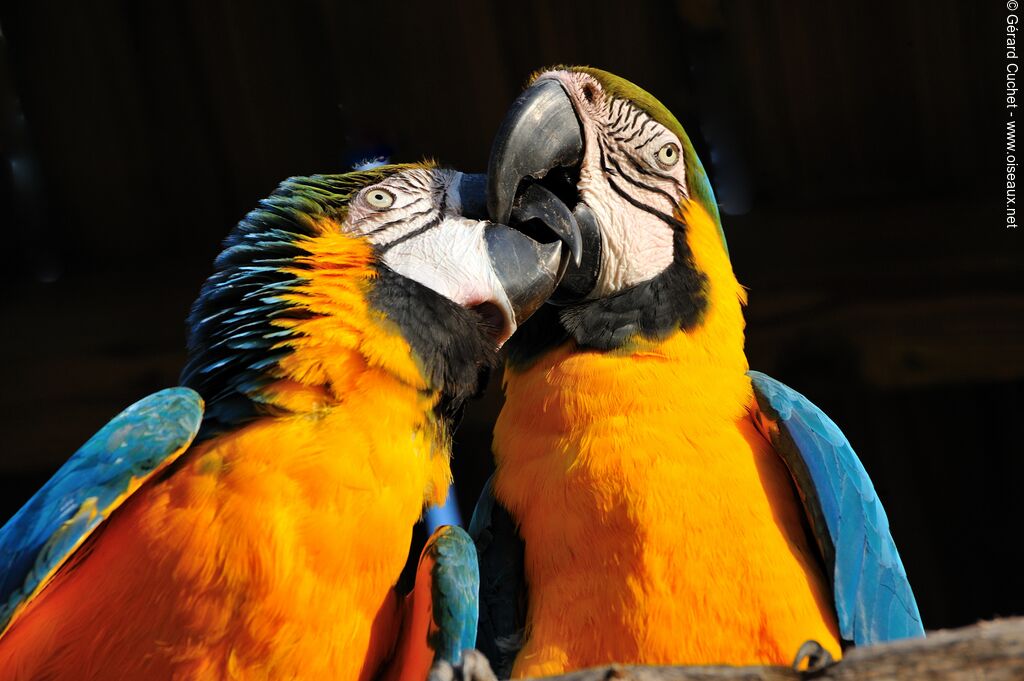 Blue-and-yellow Macaw