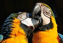 Blue-and-yellow Macaw