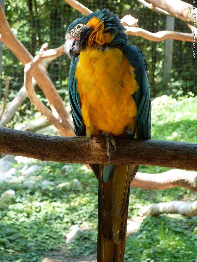 Blue-throated Macaw, identification