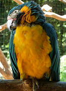 Blue-throated Macaw