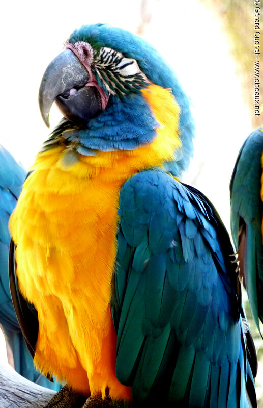 Blue-throated Macaw, close-up portrait