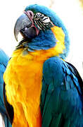 Blue-throated Macaw