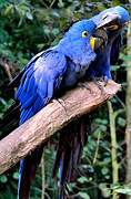 Hyacinth Macaw