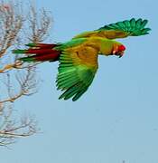 Military Macaw