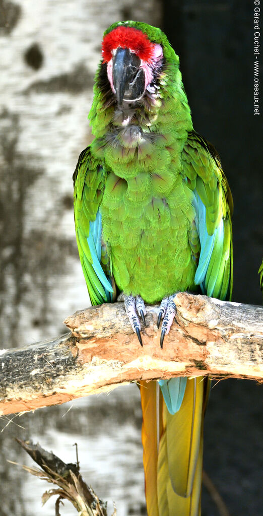 Military Macaw, close-up portrait