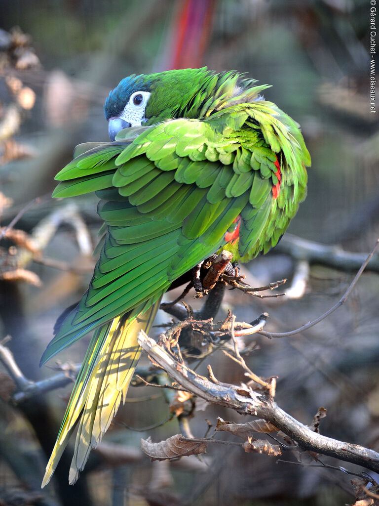 Red-shouldered Macaw