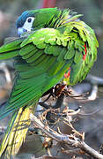 Red-shouldered Macaw