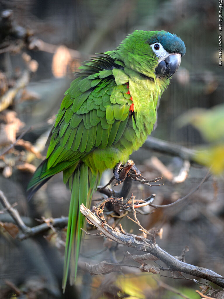 Red-shouldered Macaw