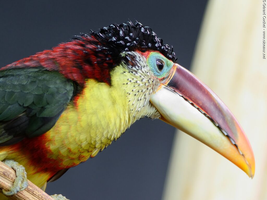 Curl-crested Aracari