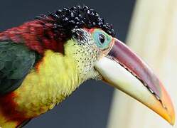 Curl-crested Aracari