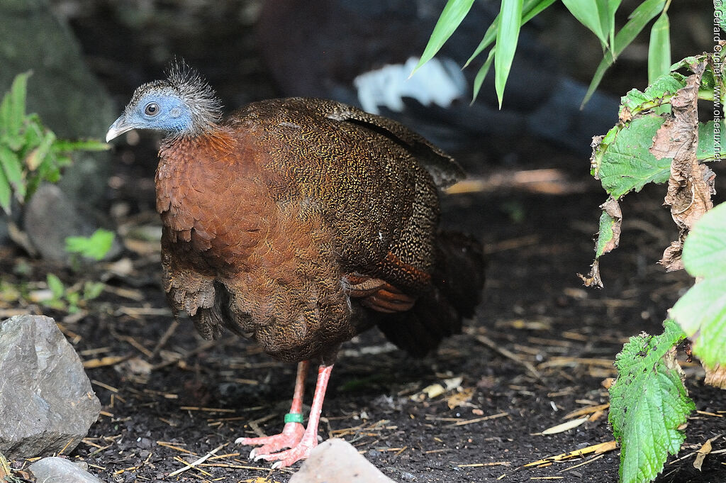 Great Argus, identification, pigmentation