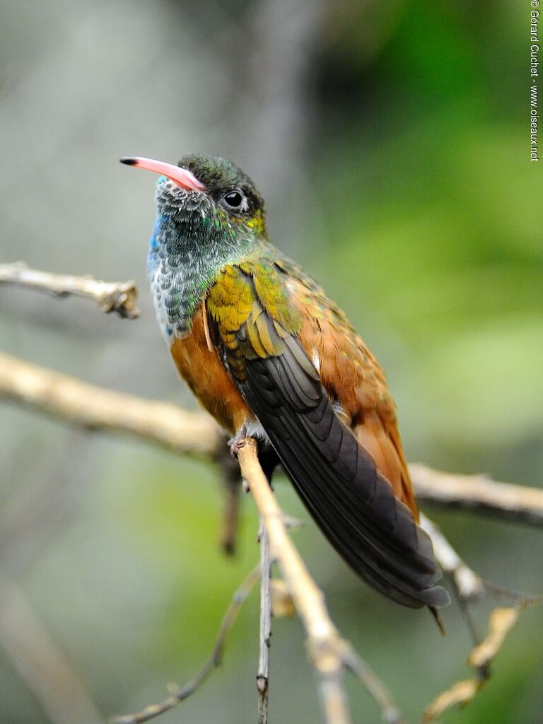 Amazilia Hummingbird