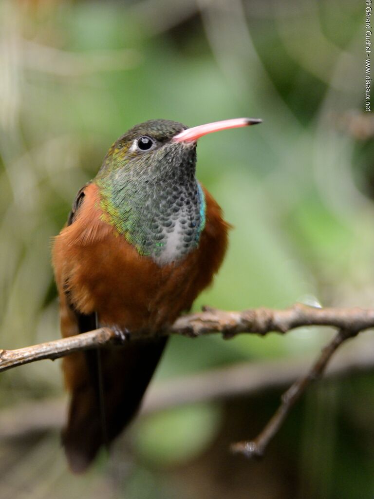 Amazilia Hummingbird