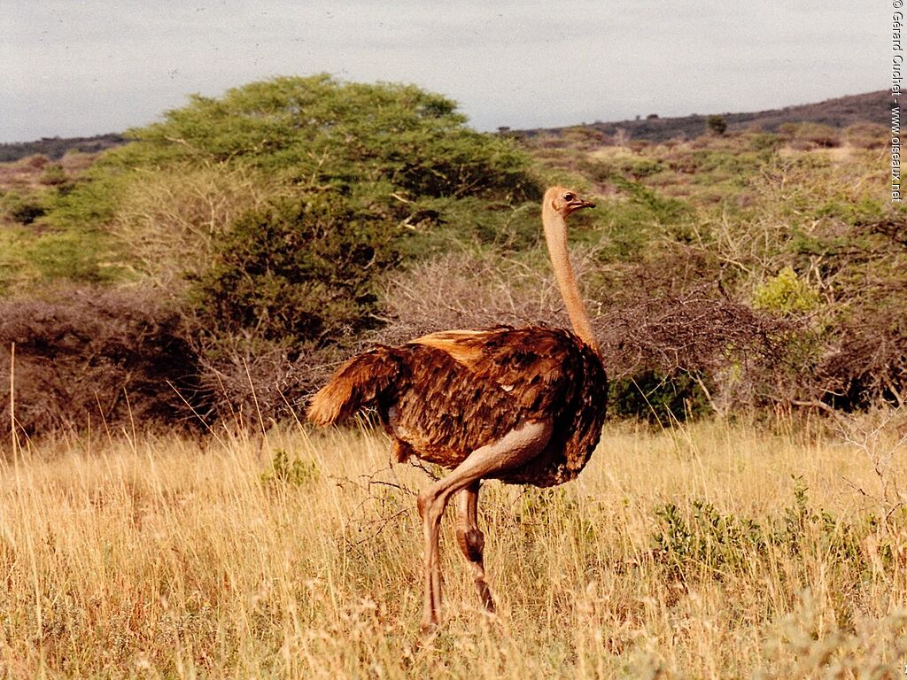 Autruche d'Afrique femelle