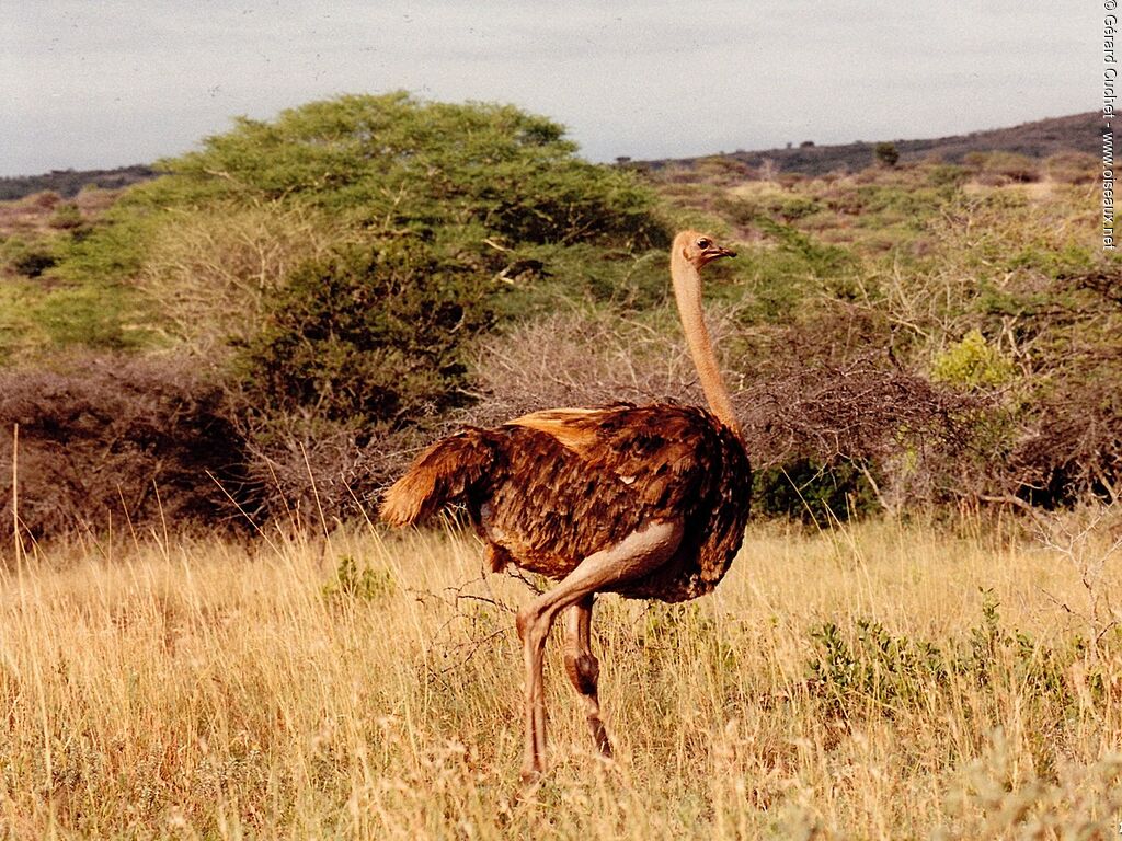 Common Ostrich female