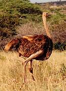 Common Ostrich