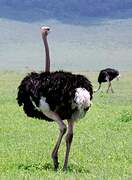 Common Ostrich